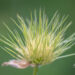 2429_11024_Pulsatilla_vulgaris__karukell_3.jpg