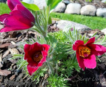2429_7330_Pulsatilla.JPG