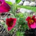 2429_7330_Pulsatilla.JPG
