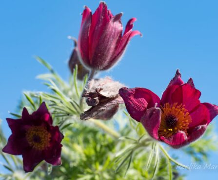 2429_8170_Pulsatilla_vulgaris_2.JPG