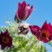 2429_8170_Pulsatilla_vulgaris_2.JPG