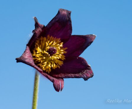 2429_8171_Pulsatilla_vulgaris.JPG