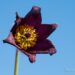 2429_8171_Pulsatilla_vulgaris.JPG