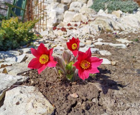 2429_9972_Pulsatilla_vulgaris_Pinwheel_Dark_Red_Shades__karukell.jpg