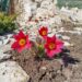 2429_9972_Pulsatilla_vulgaris_Pinwheel_Dark_Red_Shades__karukell.jpg