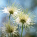 2430_11165_Pulsatilla_vulgaris_karukell.jpg