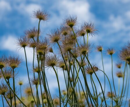 2430_7538_Pulsatilla_vulgaris.JPG