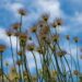 2430_7538_Pulsatilla_vulgaris.JPG