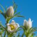 2430_8179_Pulsatilla_vulgaris__5.JPG
