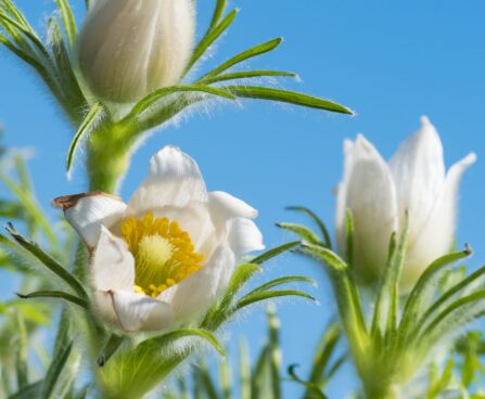 2430_8181_Pulsatilla_vulgaris__2.JPG