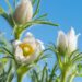 2430_8181_Pulsatilla_vulgaris__2.JPG