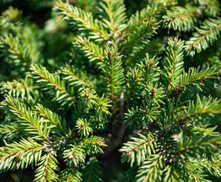 240_9878_Picea_abies_Pumila_Nigra_har.kuusk_3.jpg