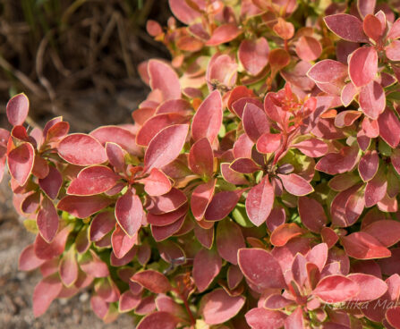 2495_8466_Berberis_thunbergii_Admiration.JPG