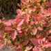 2495_8466_Berberis_thunbergii_Admiration.JPG