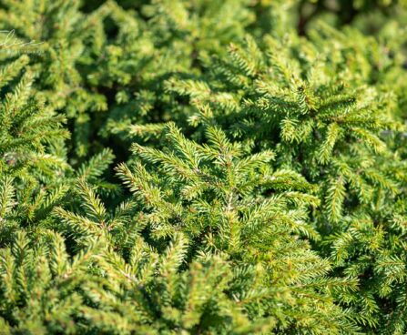 240_9879_Picea_abies_Pumila_Nigra_har.kuusk_4.jpg