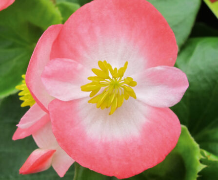 2645_9510_BEG_BrasilF1_RoseBlush_407370.jpg