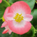 2645_9510_BEG_BrasilF1_RoseBlush_407370.jpg