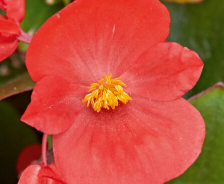 2645_9511_BEG_BrasilF1_Scarlet_407380.jpg