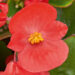 2645_9511_BEG_BrasilF1_Scarlet_407380.jpg