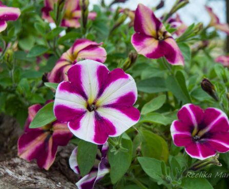 2656_7827_Petunia_Famous_Cherry_Star__3.JPG