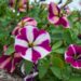 2656_7827_Petunia_Famous_Cherry_Star__3.JPG