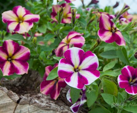 2656_7828_Petunia_Famous_Cherry_Star_.JPG