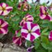 2656_7828_Petunia_Famous_Cherry_Star_.JPG