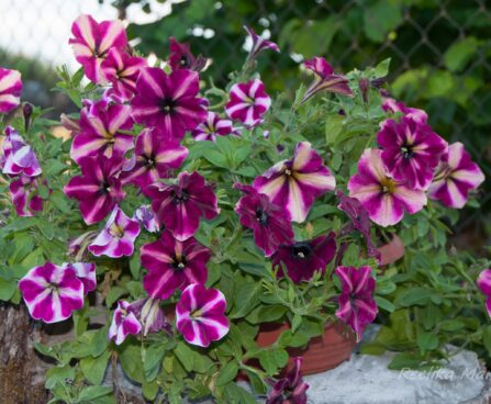 2656_7923_Petunia_Famous_Cherry_Star_.JPG