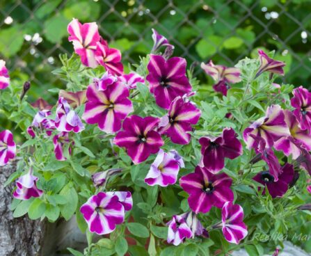 2656_7924_Petunia_Famous_Cherry_Star.JPG