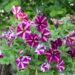 2656_7924_Petunia_Famous_Cherry_Star.JPG