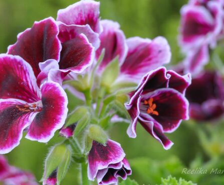 2661_7633_Pelargonium_grandiflorum_Novita_Classics_Raspberry.JPG