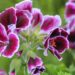 2661_7633_Pelargonium_grandiflorum_Novita_Classics_Raspberry.JPG