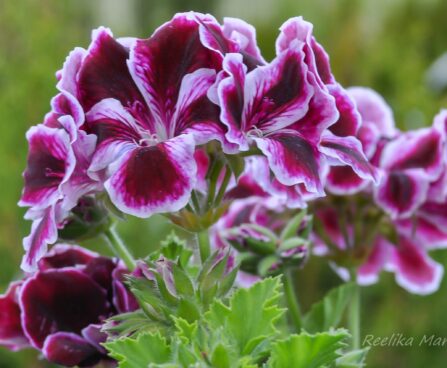 2661_7634_Pelargonium_grandiflorum_Novita_Classics_Raspberry_2.JPG