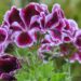 2661_7634_Pelargonium_grandiflorum_Novita_Classics_Raspberry_2.JPG