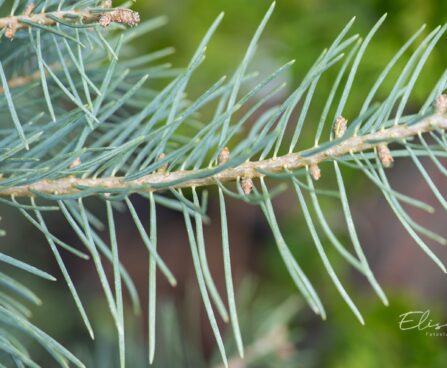 265_10198_Abies_concolor__hall_nulg.jpg