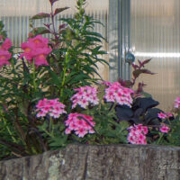 2667_7917_Verbena_.JPG