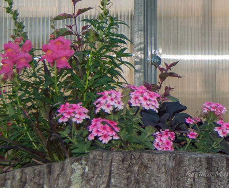 2667_7917_Verbena_.JPG