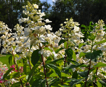 2683_5017_Hydrangea_paniculata_Tardiva.jpg