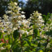 2683_5017_Hydrangea_paniculata_Tardiva.jpg