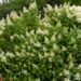 2683_8141_Hydrangea_paniculata__4.JPG