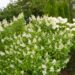2683_8142_Hydrangea_paniculata__3.JPG