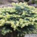 2711_8485_Picea_pungens_Bialobok_.JPG