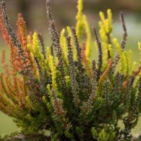 2832_6453_Calluna1.JPG