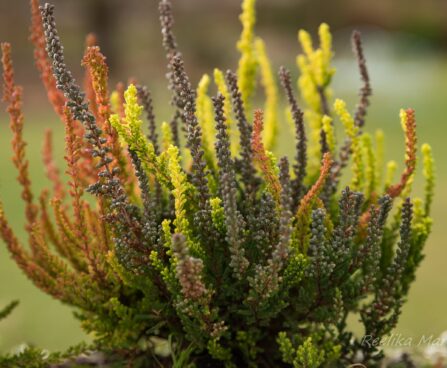 2832_6453_Calluna1.JPG