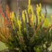 2832_6453_Calluna1.JPG