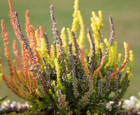 2832_6454_Calluna_.JPG