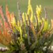 2832_6454_Calluna_.JPG