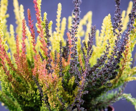 2832_9353_Calluna_Trio_kanarbik.jpg