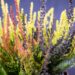 2832_9353_Calluna_Trio_kanarbik.jpg