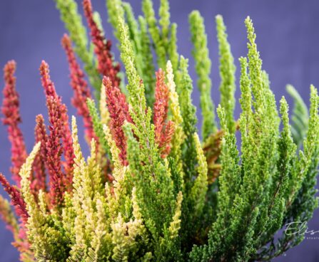 2832_9354_Calluna_Trio_kanarbik_2.jpg